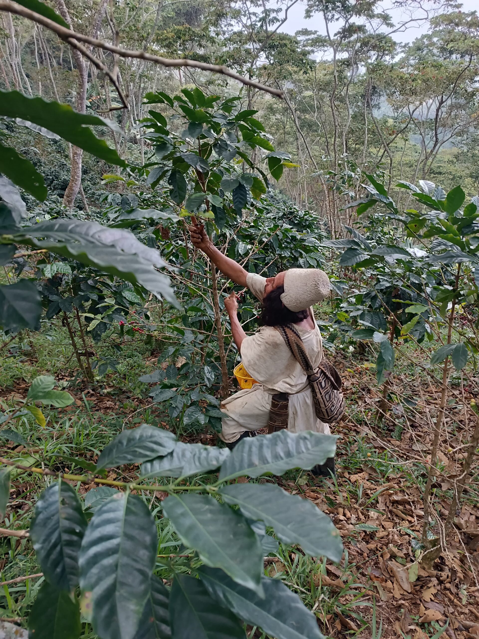 Kolumbia - Bourbon Amarillo - obrazek 2