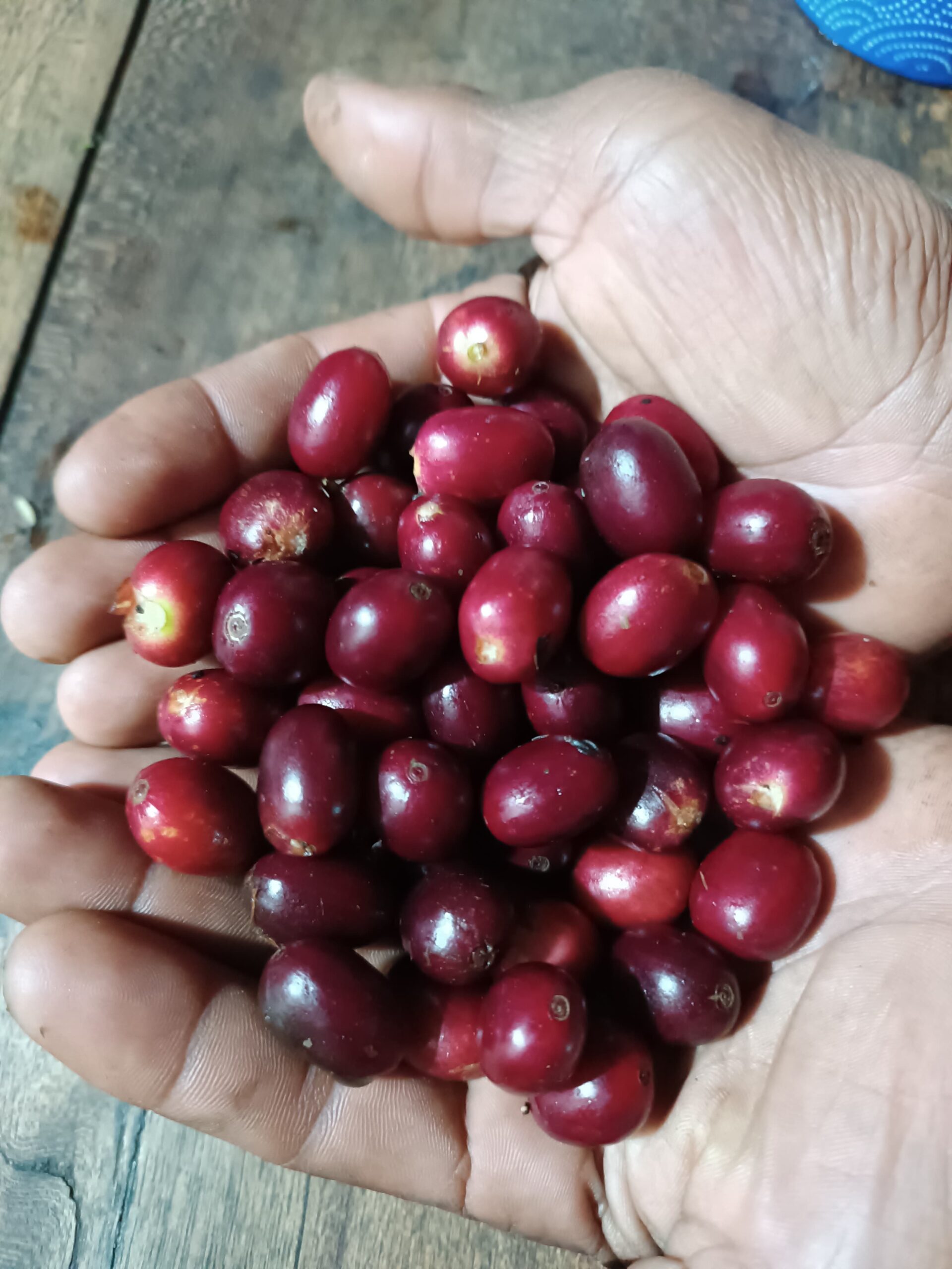 Kolumbia - Bourbon Amarillo - obrazek 3